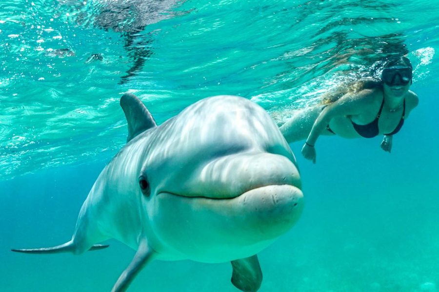 Snorkeling BBC